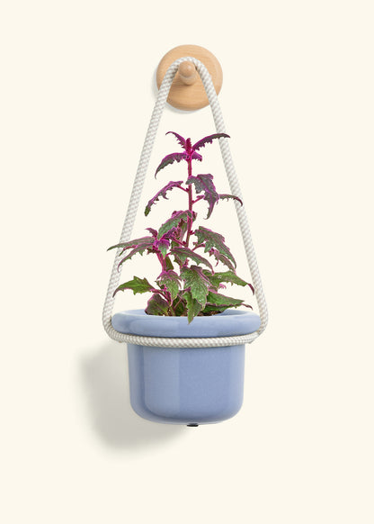 Purple Passion Plant, Small