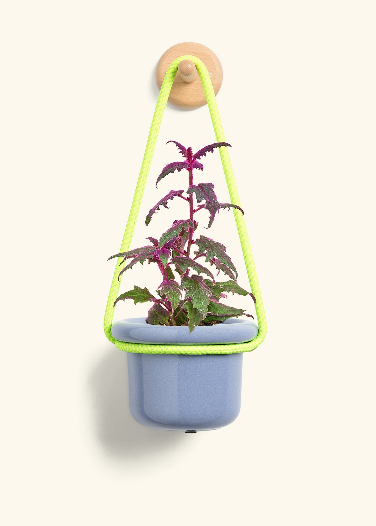 Purple Passion Plant, Small