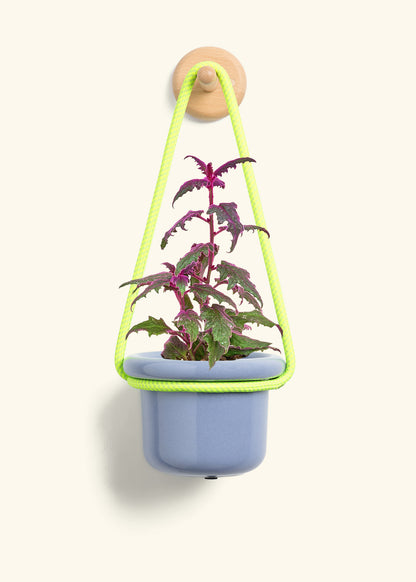 Purple Passion Plant, Small