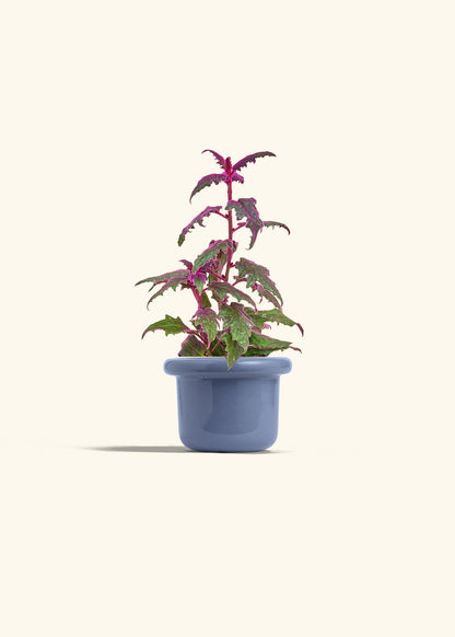 Purple Passion Plant, Small