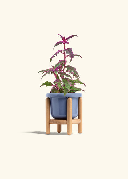 Purple Passion Plant, Small