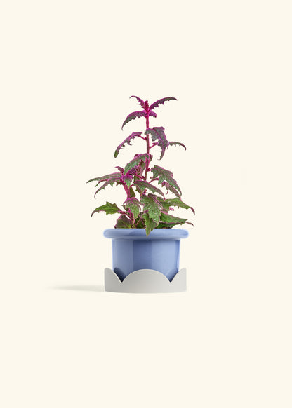 Purple Passion Plant, Small