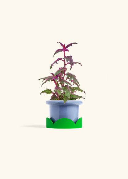 Purple Passion Plant, Small