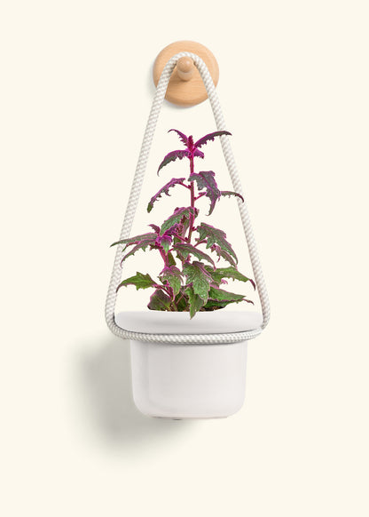 Purple Passion Plant, Small