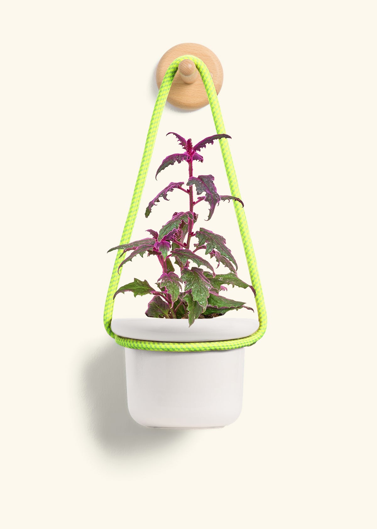 Purple Passion Plant, Small