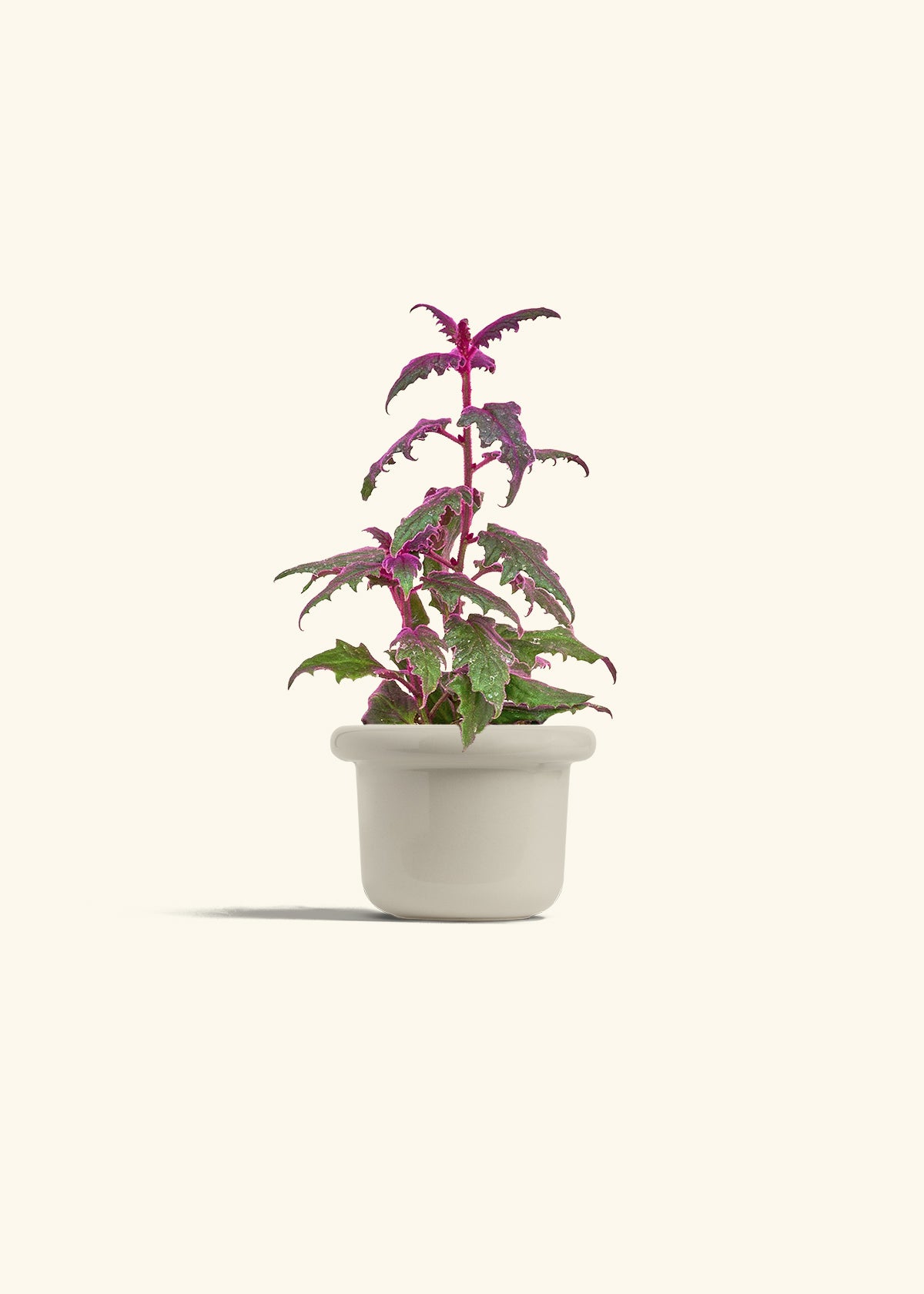 Purple Passion Plant, Small