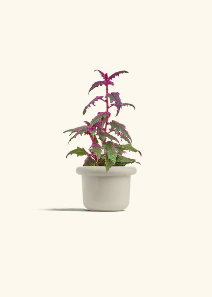 Purple Passion Plant, Small