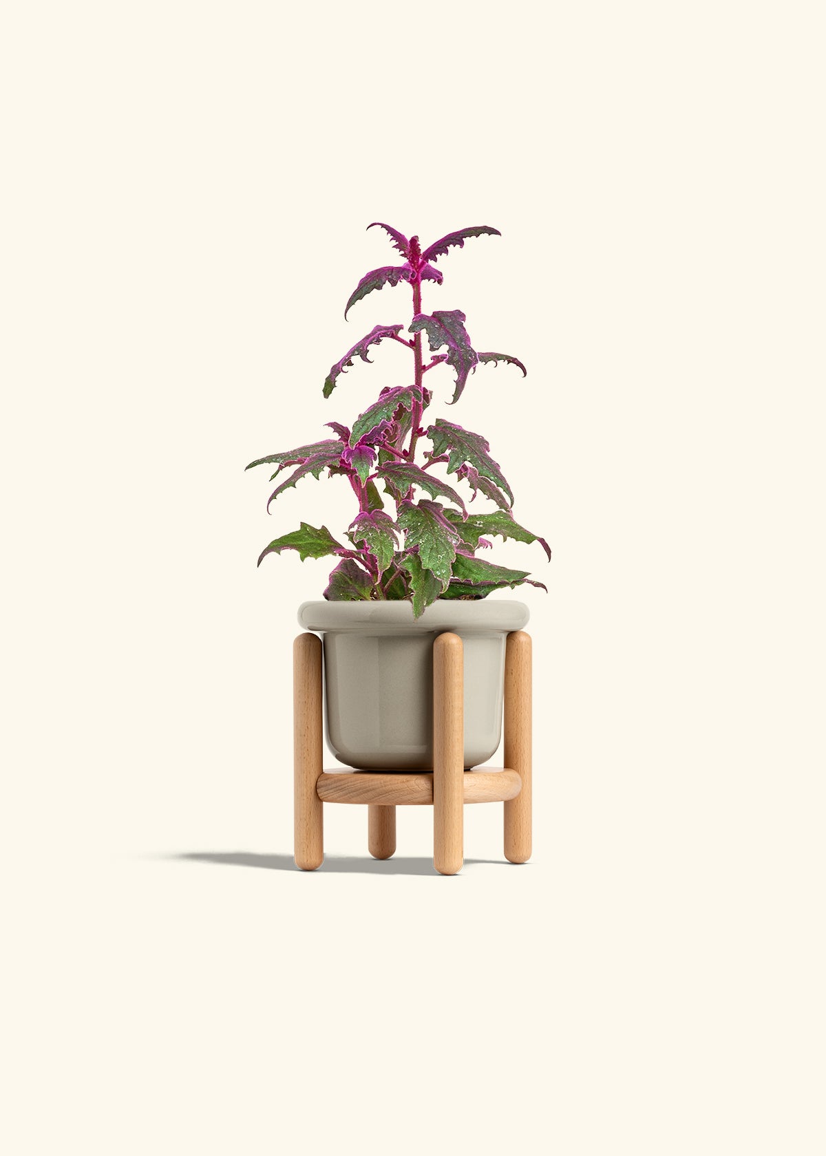 Purple Passion Plant, Small