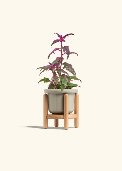 Purple Passion Plant, Small