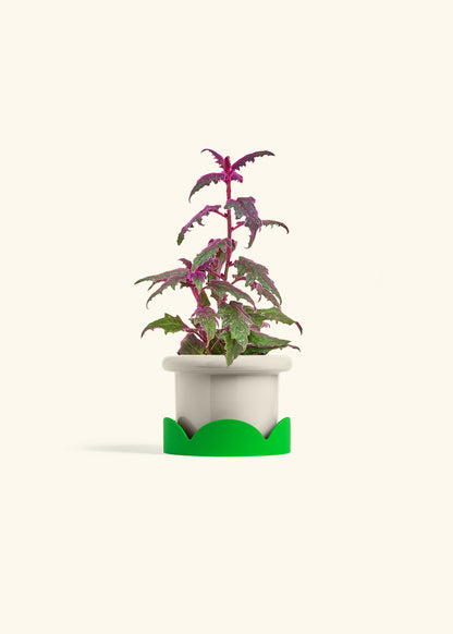 Purple Passion Plant, Small