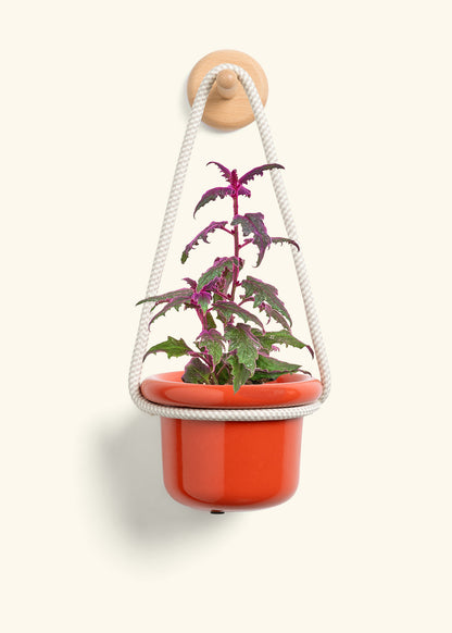 Purple Passion Plant, Small