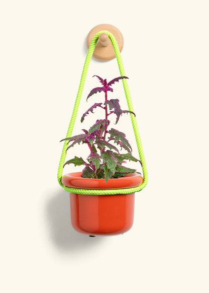 Purple Passion Plant, Small