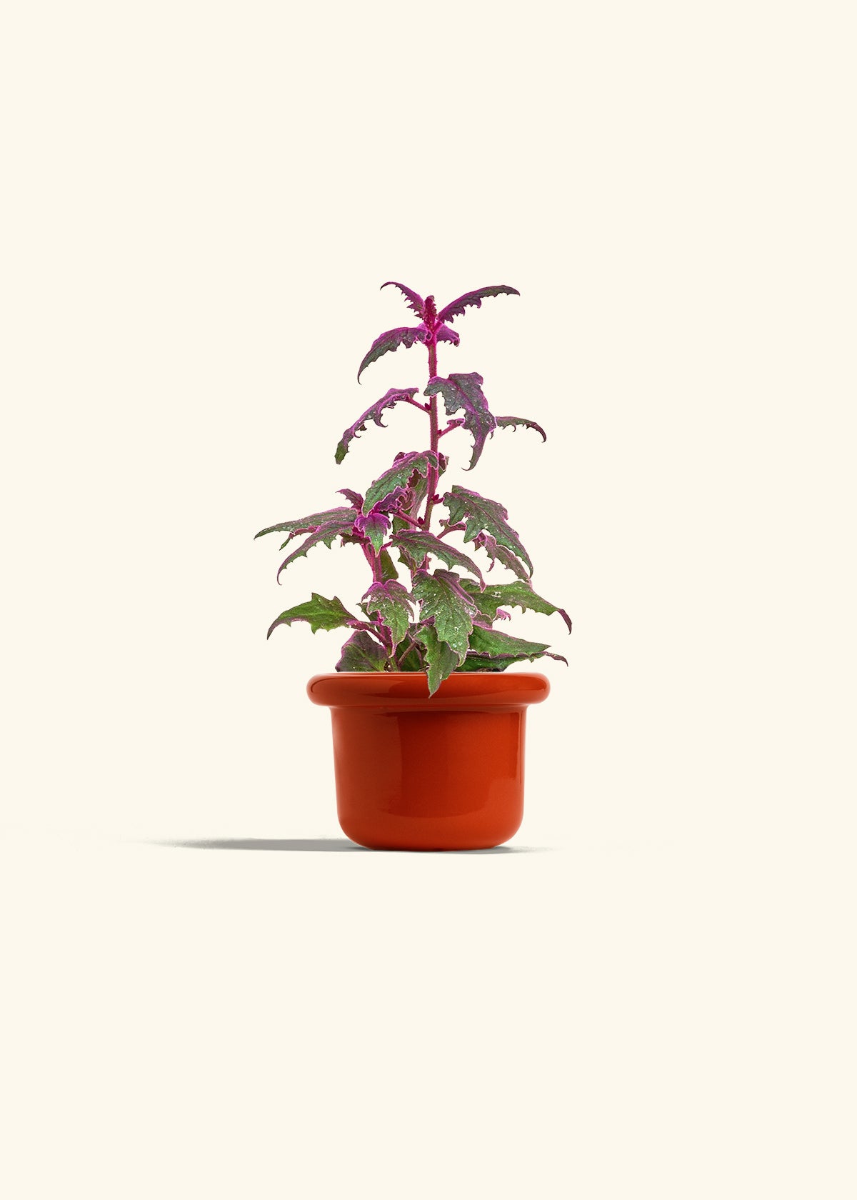 Purple Passion Plant, Small