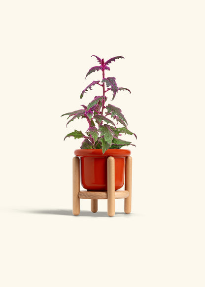 Purple Passion Plant, Small