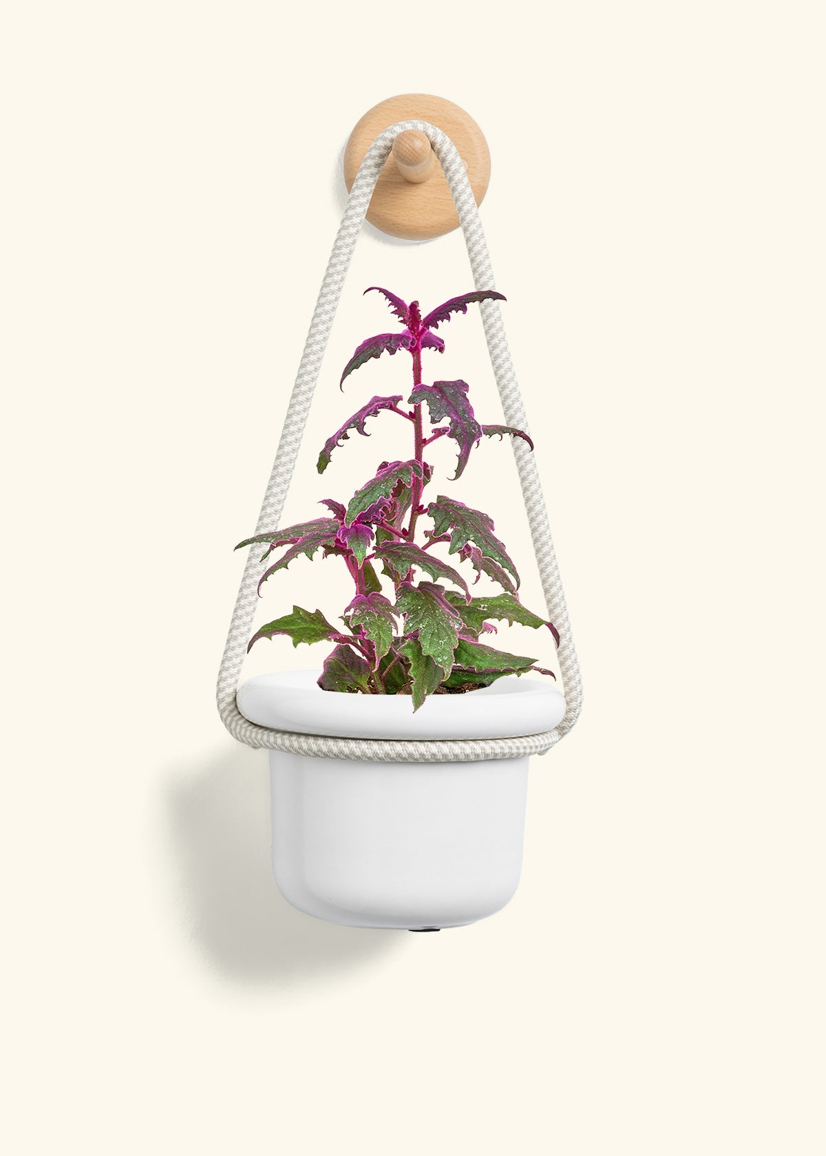 Purple Passion Plant, Small
