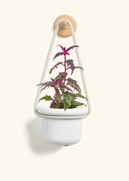 Purple Passion Plant, Small