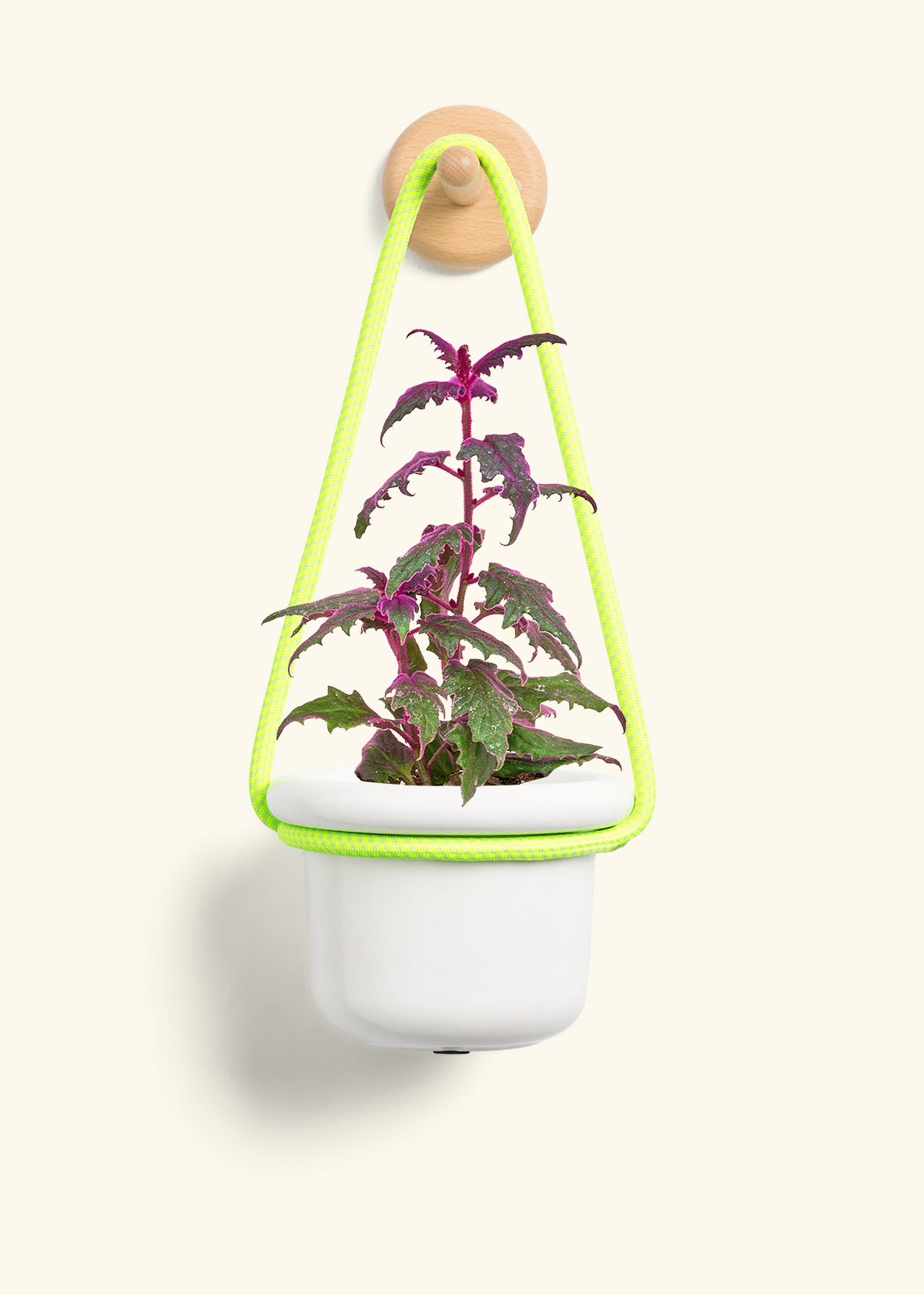 Purple Passion Plant, Small
