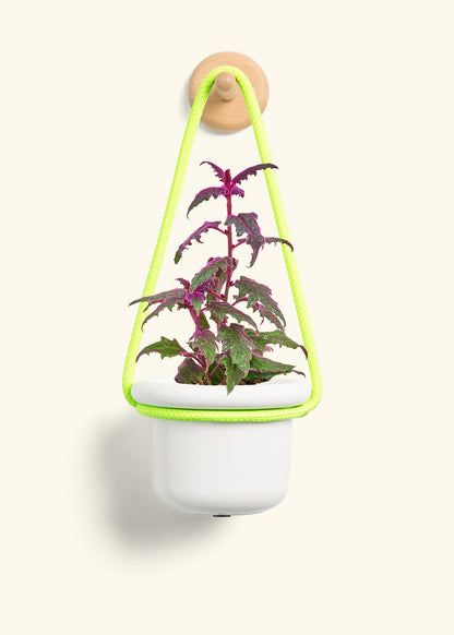 Purple Passion Plant, Small