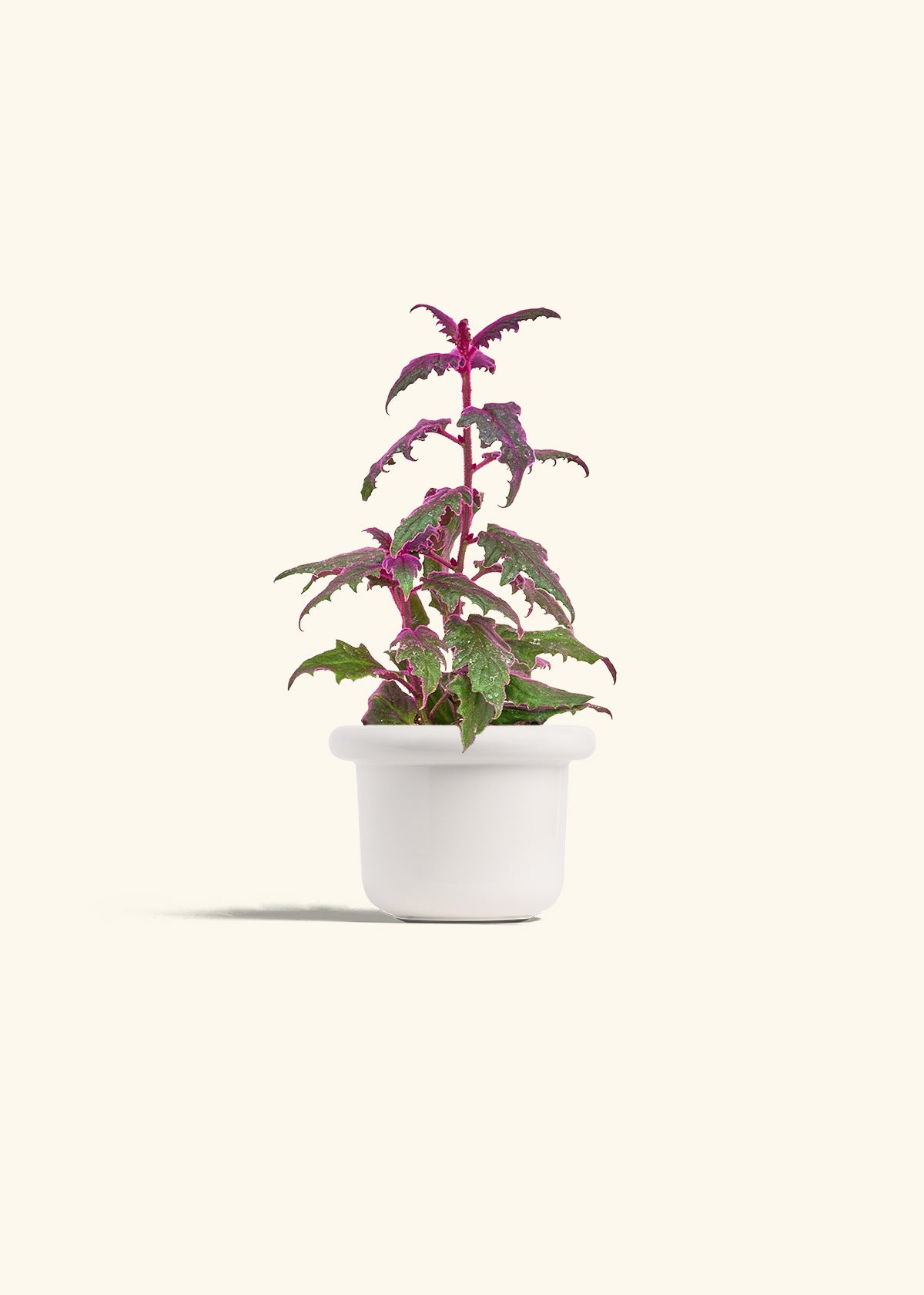 Purple Passion Plant, Small