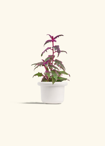 Purple Passion Plant, Small