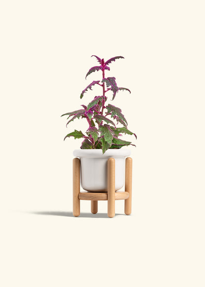 Purple Passion Plant, Small