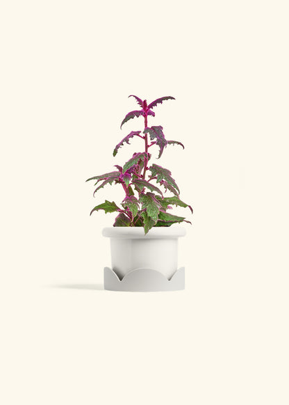 Purple Passion Plant, Small