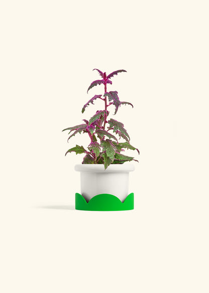 Purple Passion Plant, Small