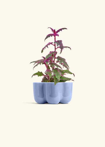 Purple Passion Plant, Small