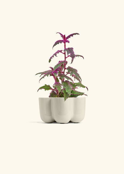Purple Passion Plant, Small