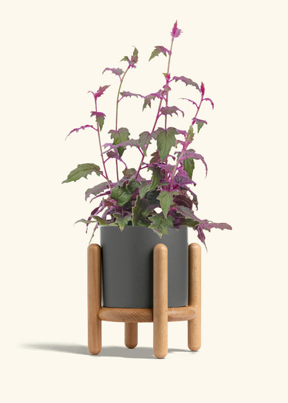 Purple Passion Plant, Medium