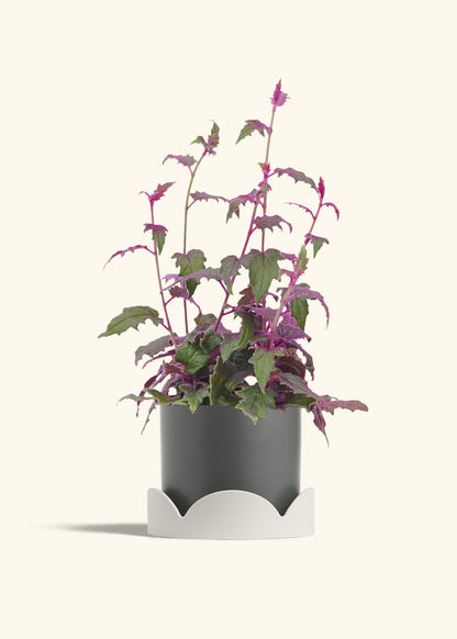 Purple Passion Plant, Medium