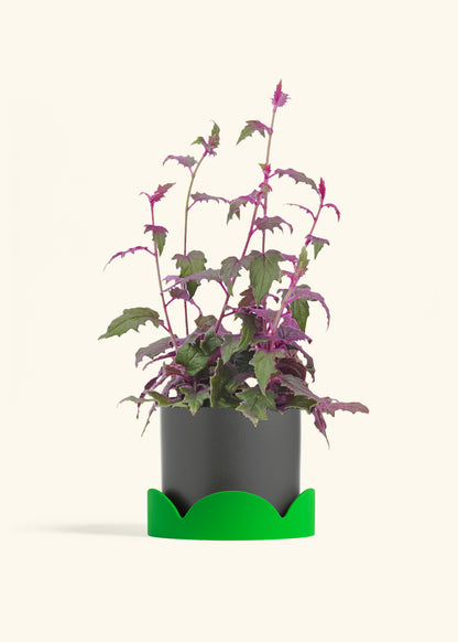 Purple Passion Plant, Medium