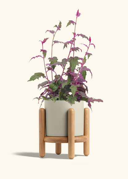 Purple Passion Plant, Medium