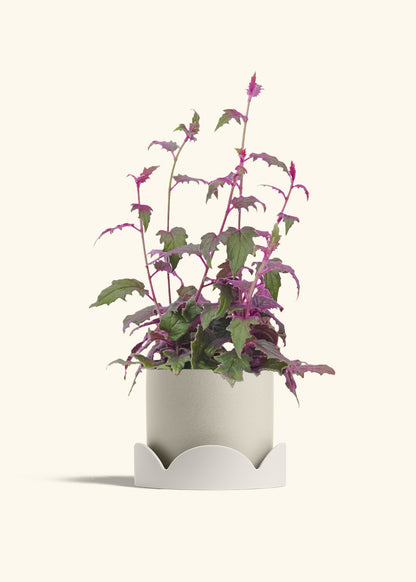 Purple Passion Plant, Medium