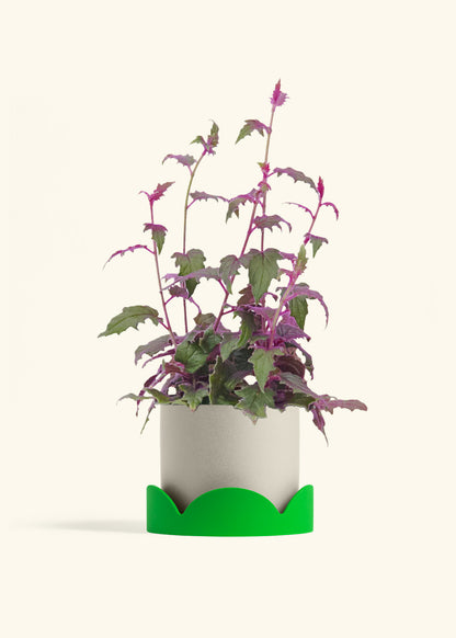Purple Passion Plant, Medium