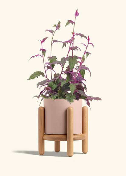 Purple Passion Plant, Medium