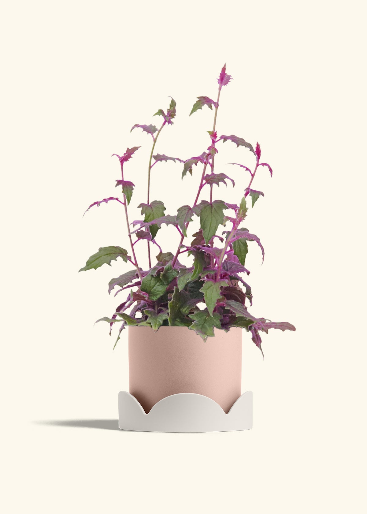 Purple Passion Plant, Medium