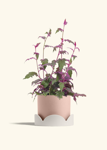 Purple Passion Plant, Medium