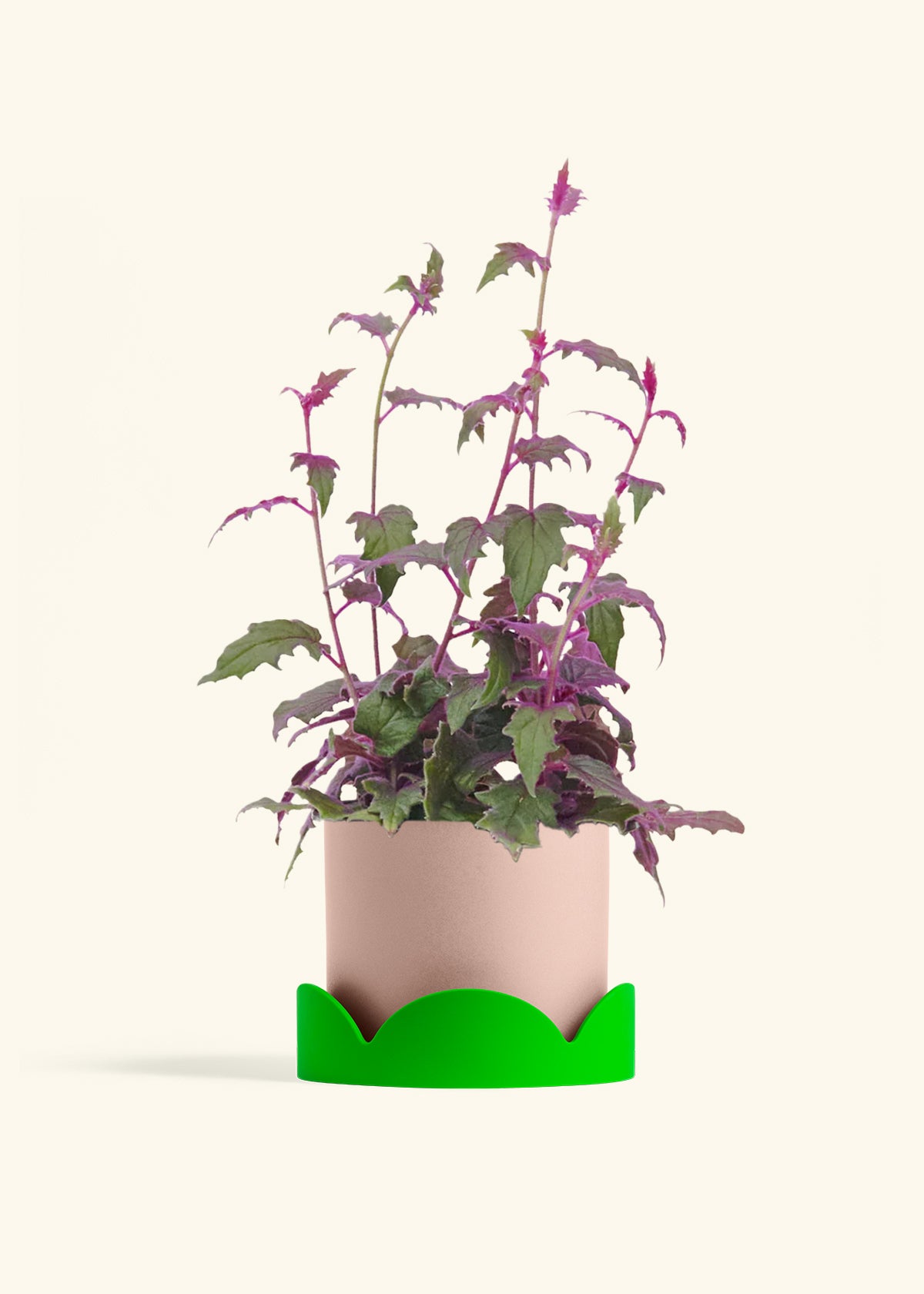 Purple Passion Plant, Medium