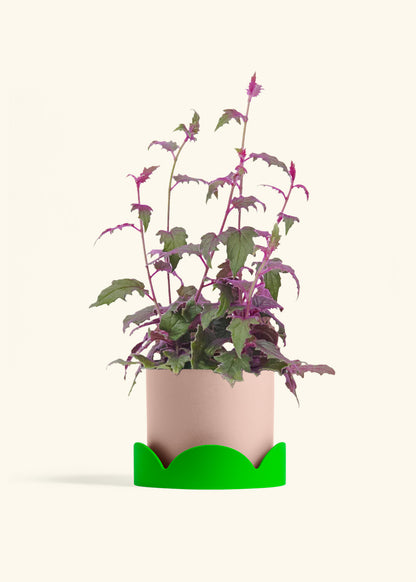 Purple Passion Plant, Medium