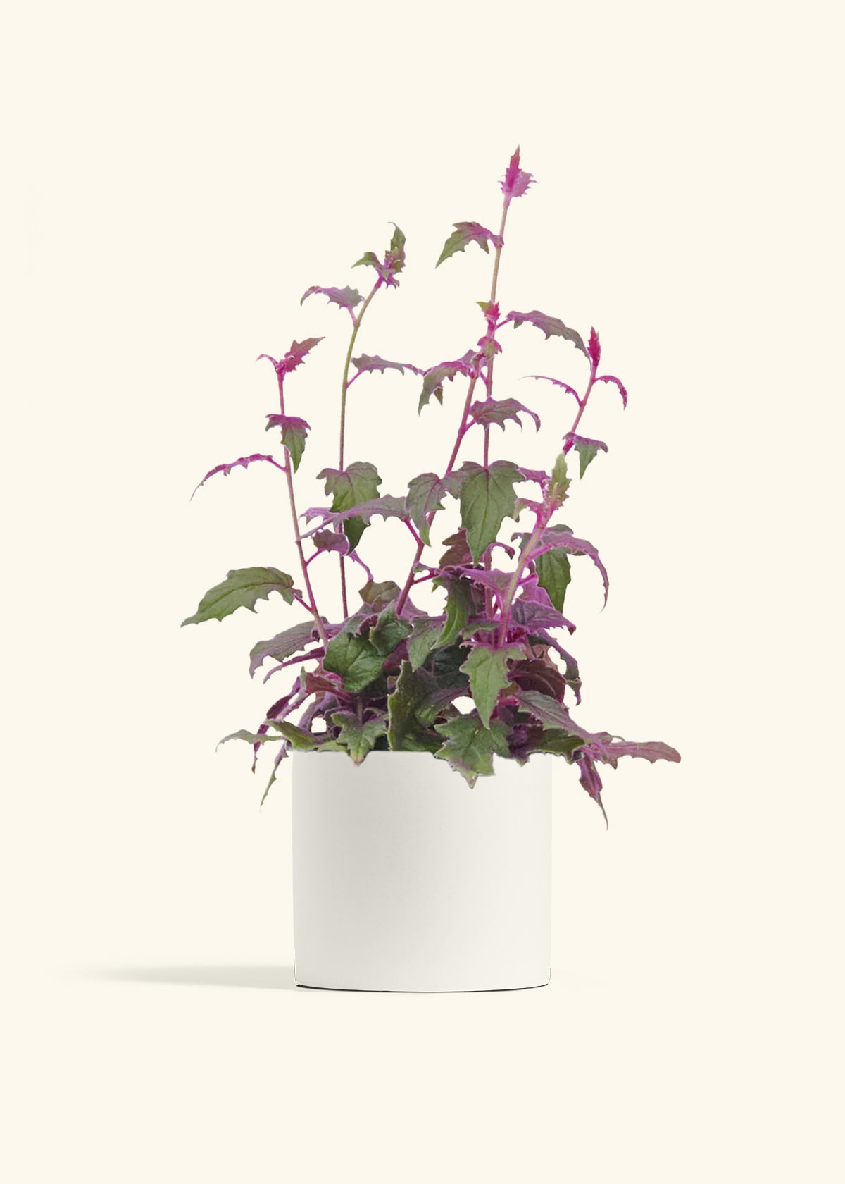 Purple Passion Plant, Medium