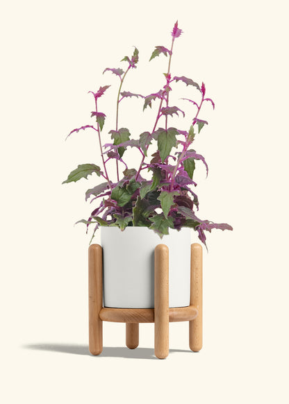 Purple Passion Plant, Medium