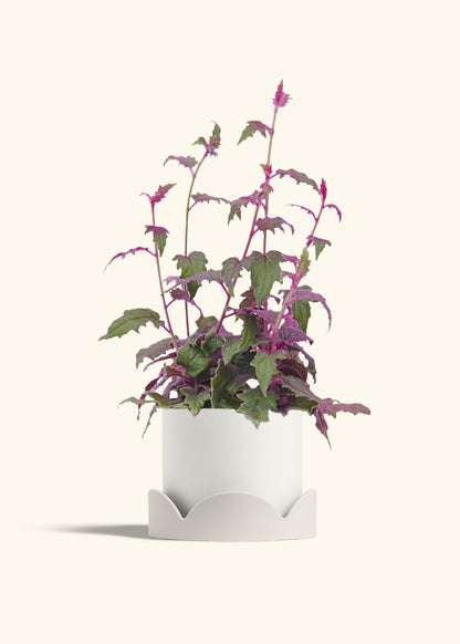 Purple Passion Plant, Medium