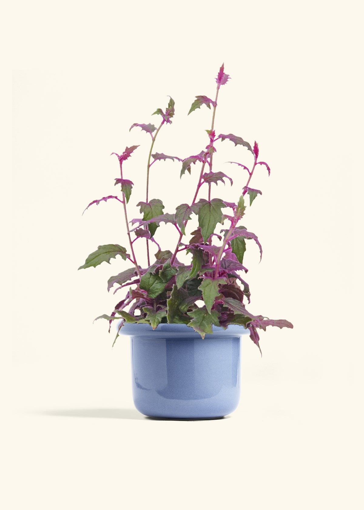 Purple Passion Plant, Medium