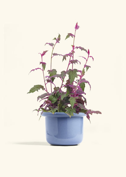 Purple Passion Plant, Medium