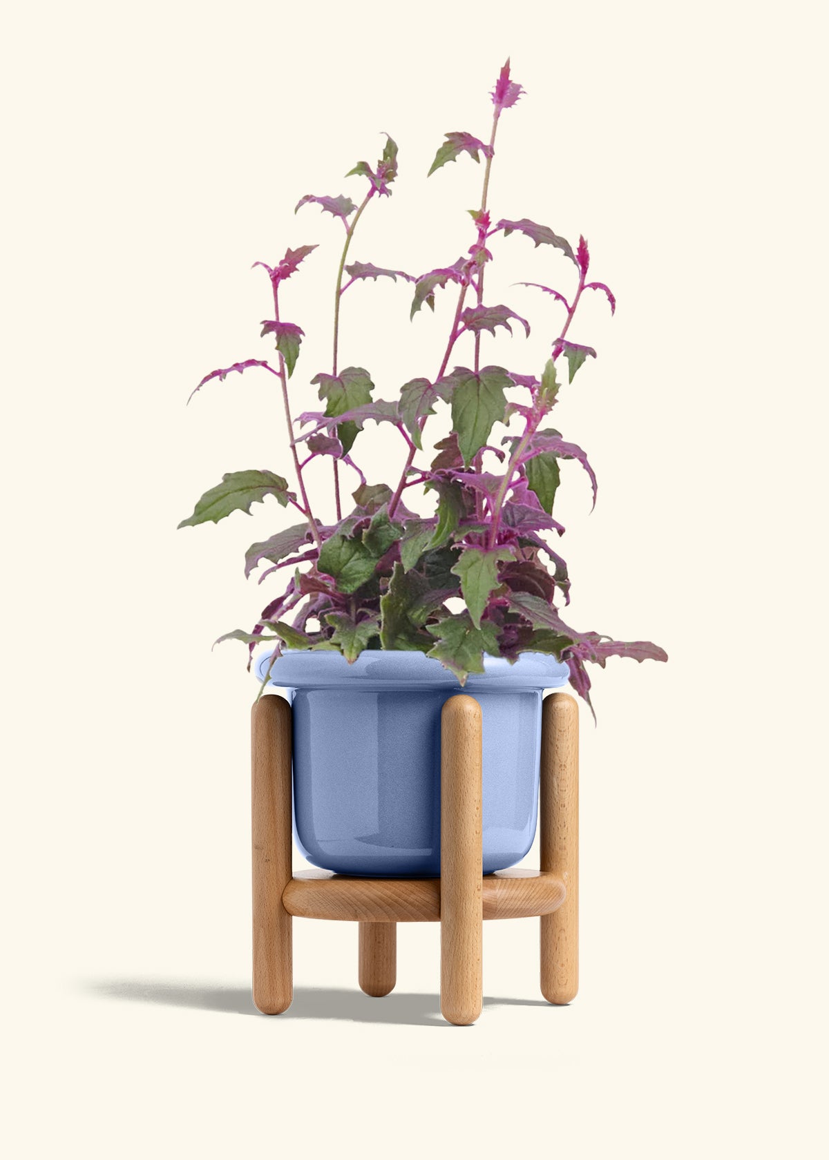 Purple Passion Plant, Medium