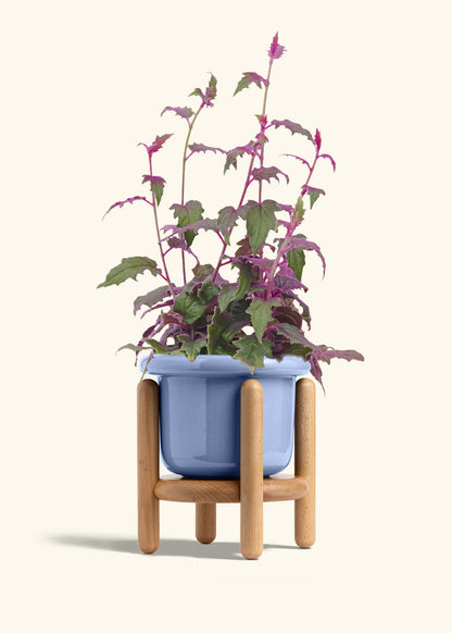 Purple Passion Plant, Medium