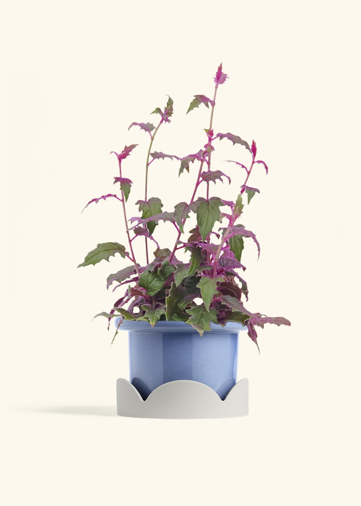 Purple Passion Plant, Medium