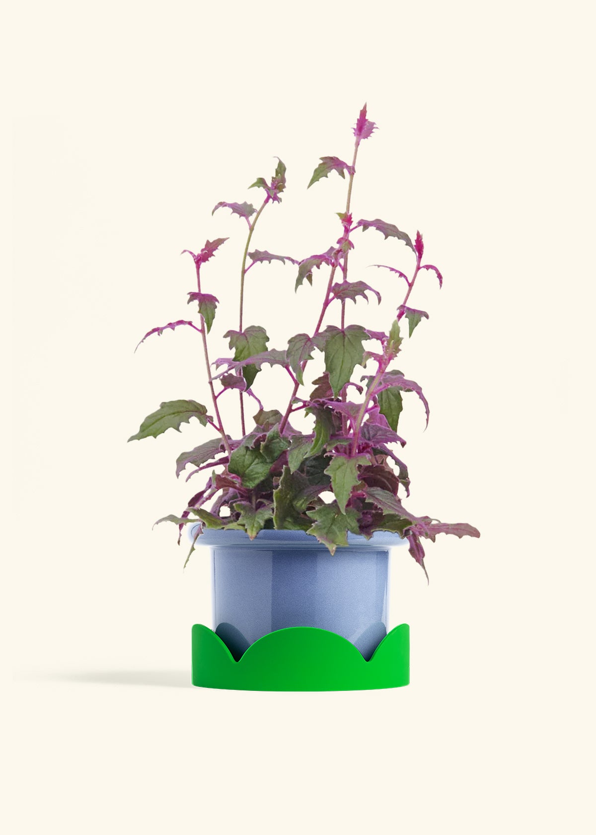 Purple Passion Plant, Medium