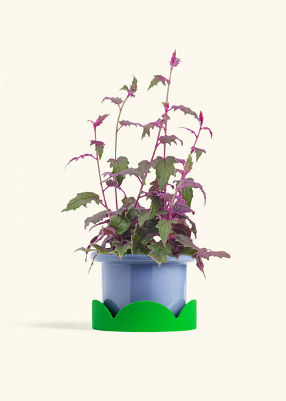Purple Passion Plant, Medium